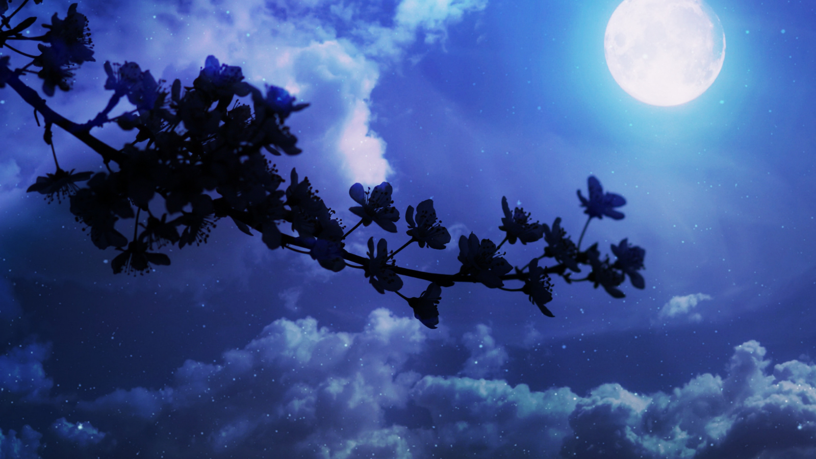 Cover Image for Night Voices