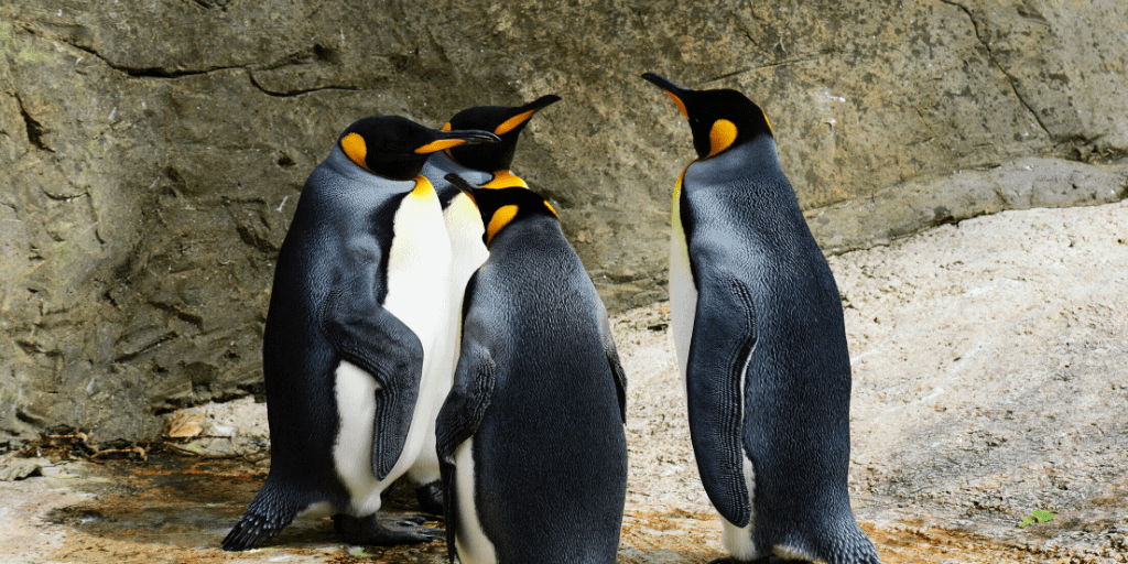 Cover Image for Penguin Frolic